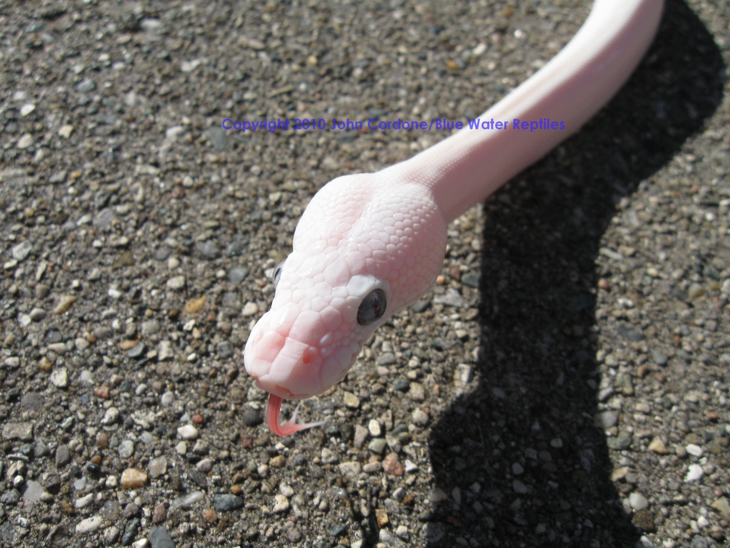 SD2010-1 Male BEL Mojave x Lesser