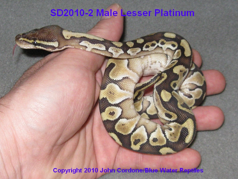 SD2010-2_Lesser_Male