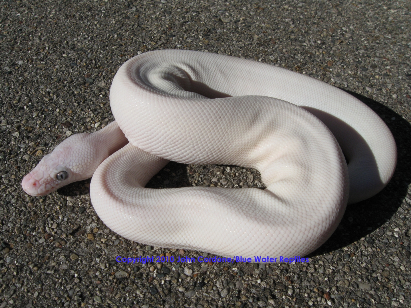 SD2010-3 Female BEL Mojave x Lesser