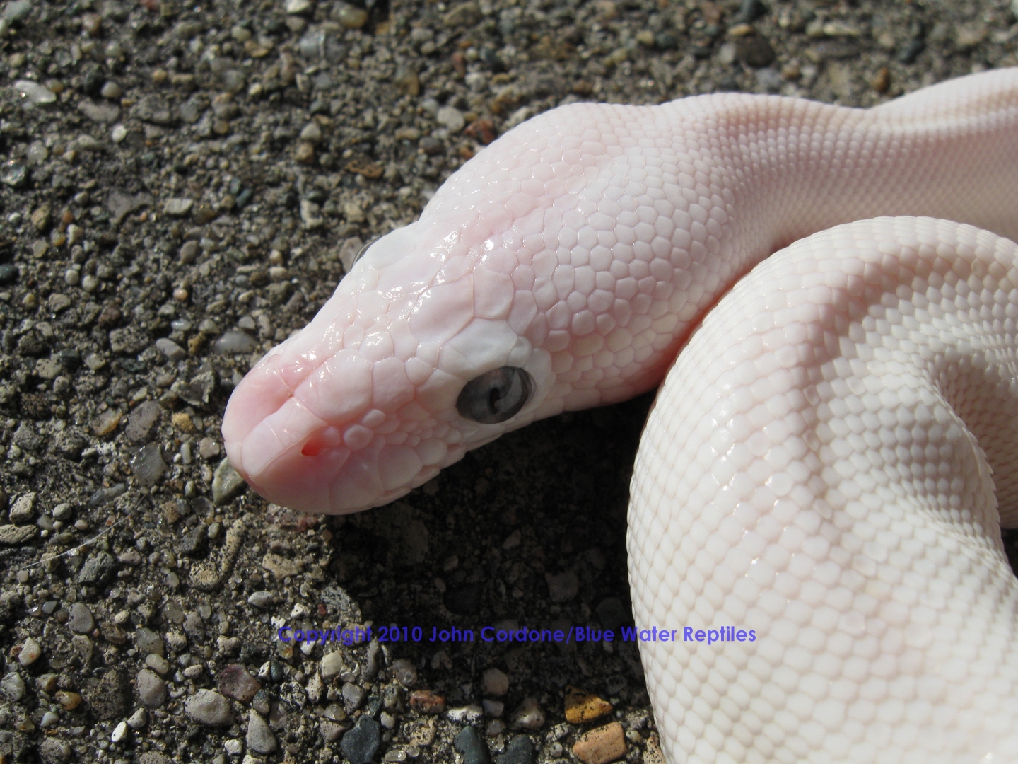 SD2010-3 Female BEL Mojave x Lesser