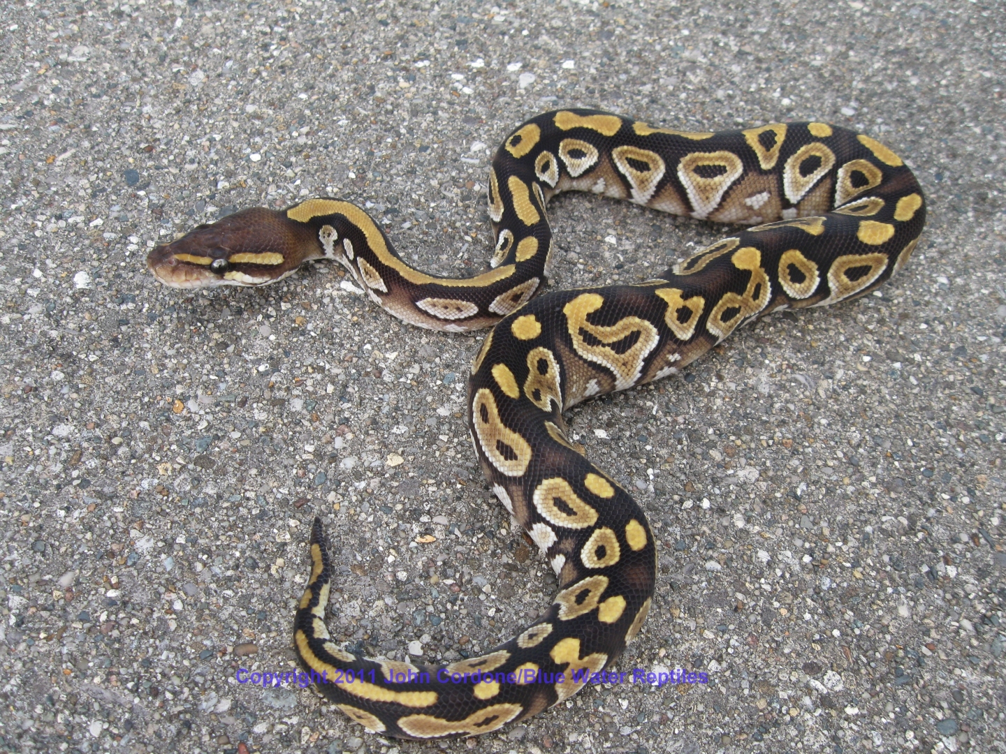 SD2011-3 Male Mojave Ball Python