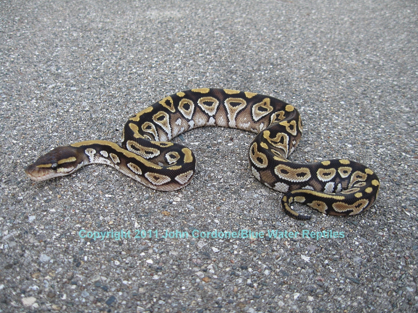 SD2011-3 Mojave