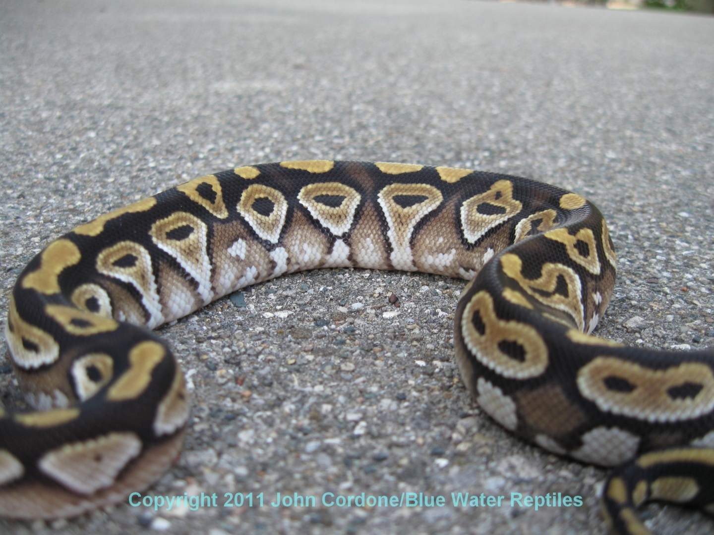SD2011-3 Mojave