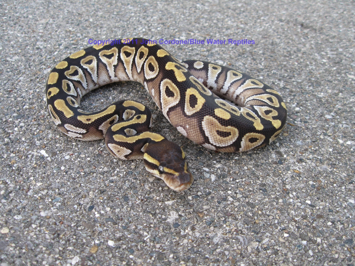 SD2011-5 Male Mojave Ball Python