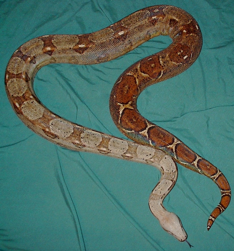 sears strain Hogg Island boa