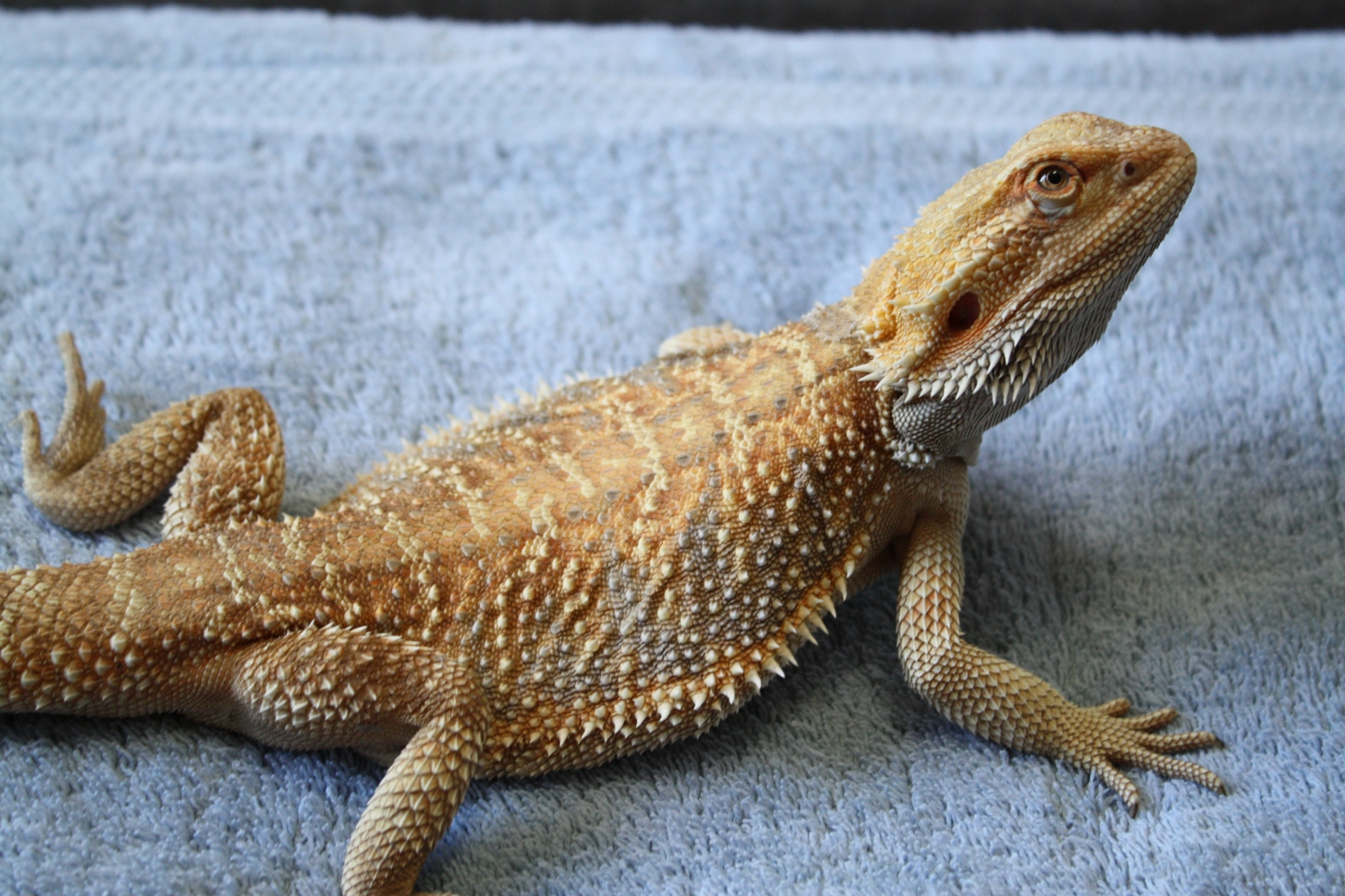 sebastian