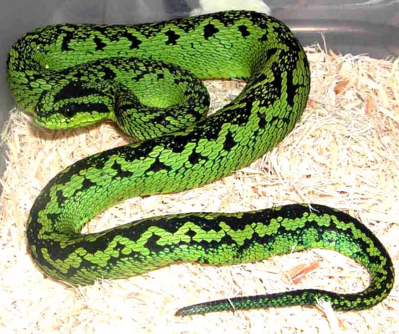 Sedge Viper