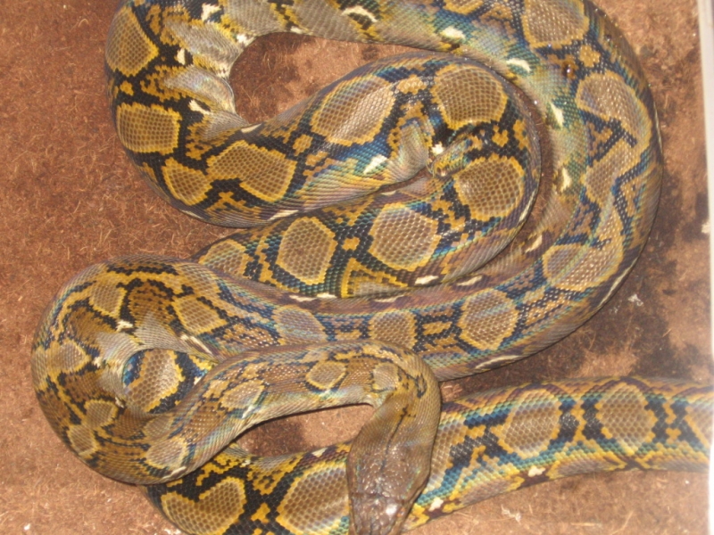 selayer