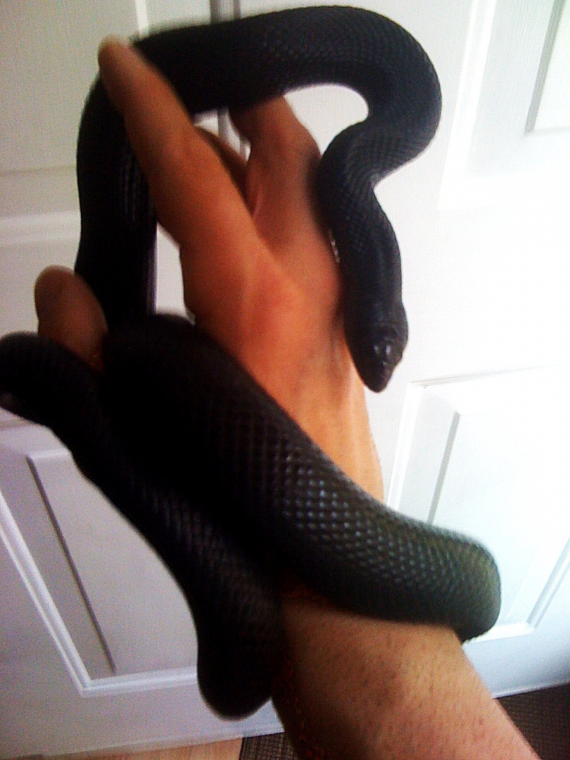 shadow