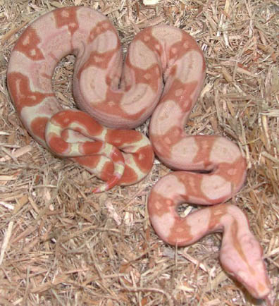 Sharp Orange Tail Sunglow 66% het Anery