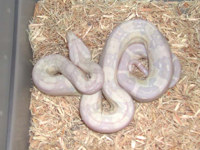 Sharp Snow Male 2