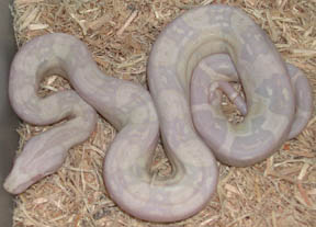 Sharp Snow Male
