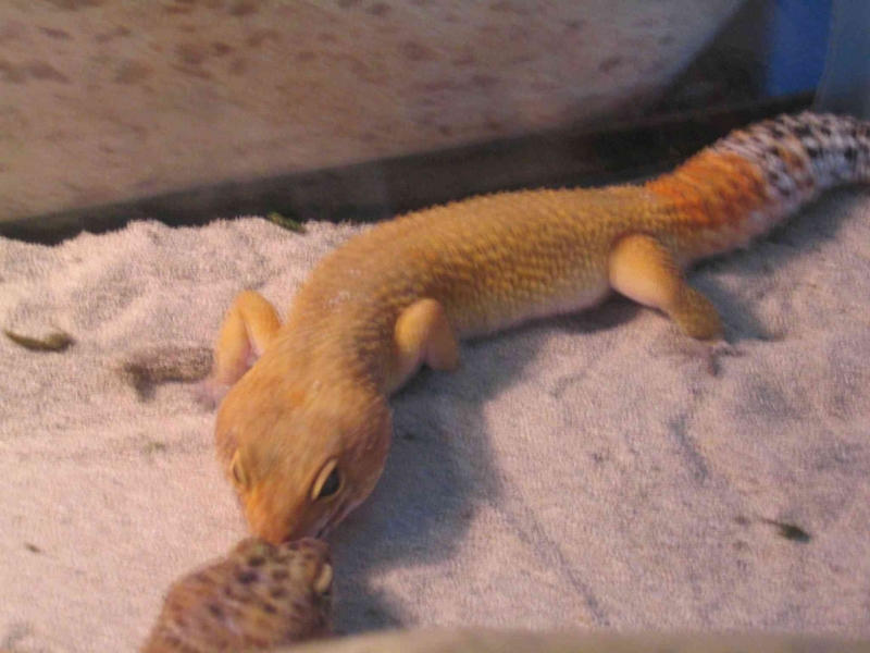 SHCT male "Scorch"