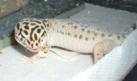 Shedding