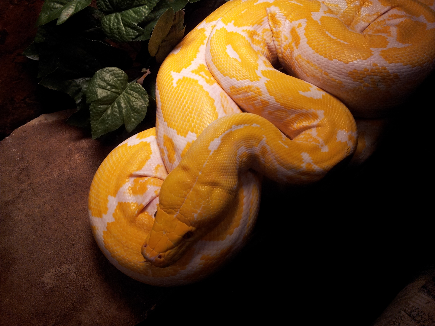 Show and Tell