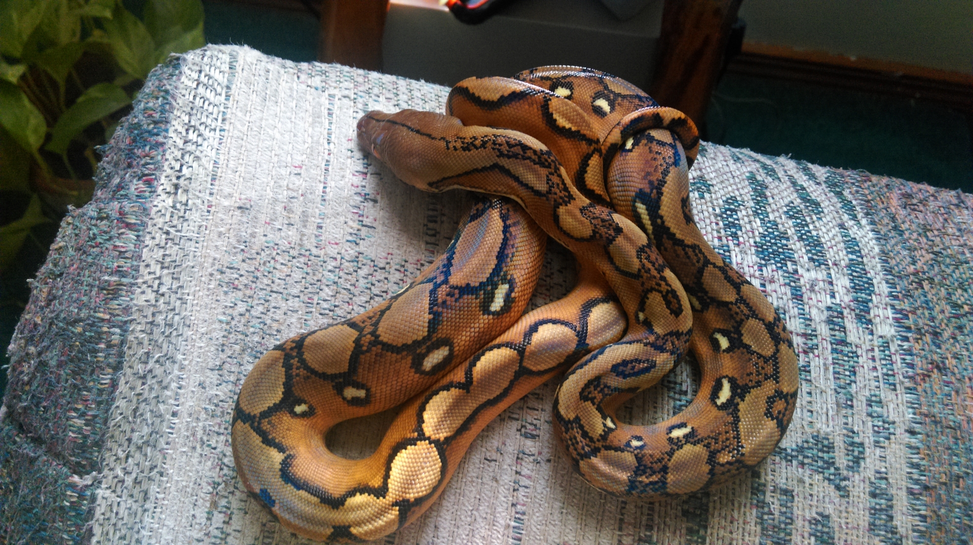 Show and Tell