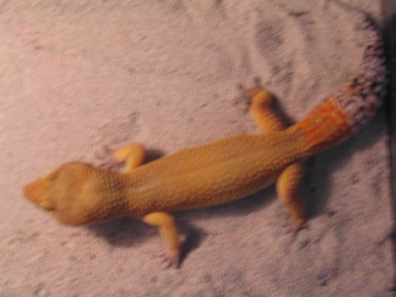 SHTCT Male "Scorch"