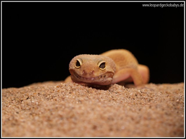 SHTCTB female