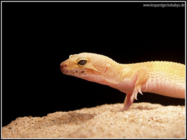 SHTCTB female