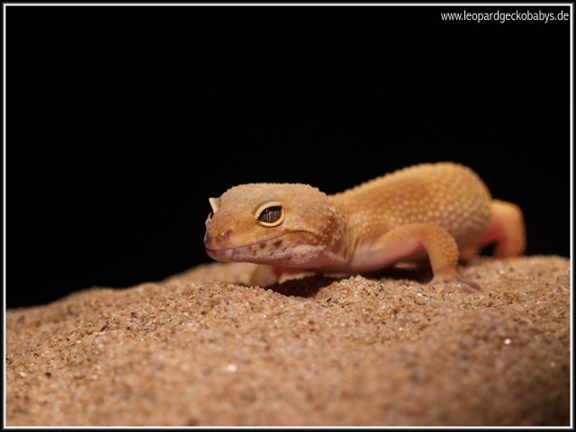 shtctb female