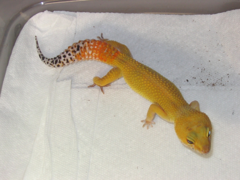 SHTCTB female