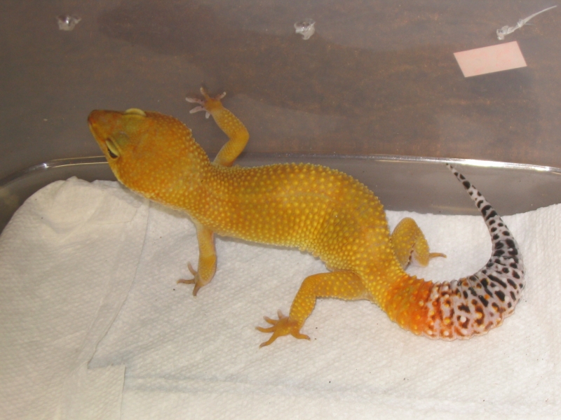 SHTCTB female