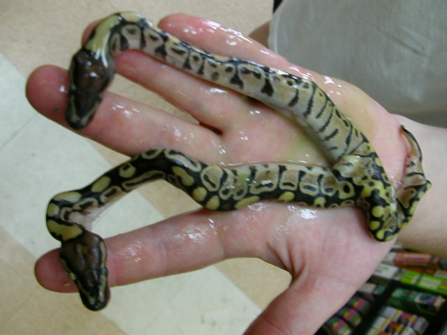 Siamese Ball Pythons