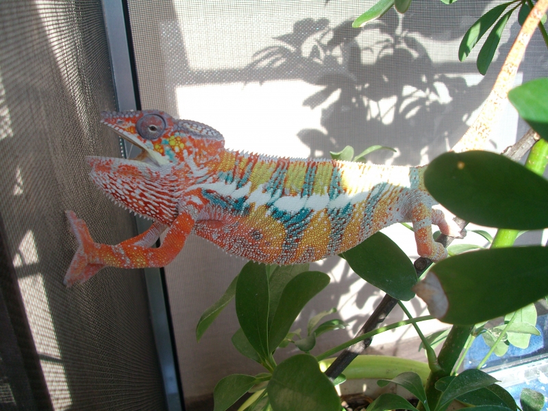 SID the eldest of the Mufasa babies!