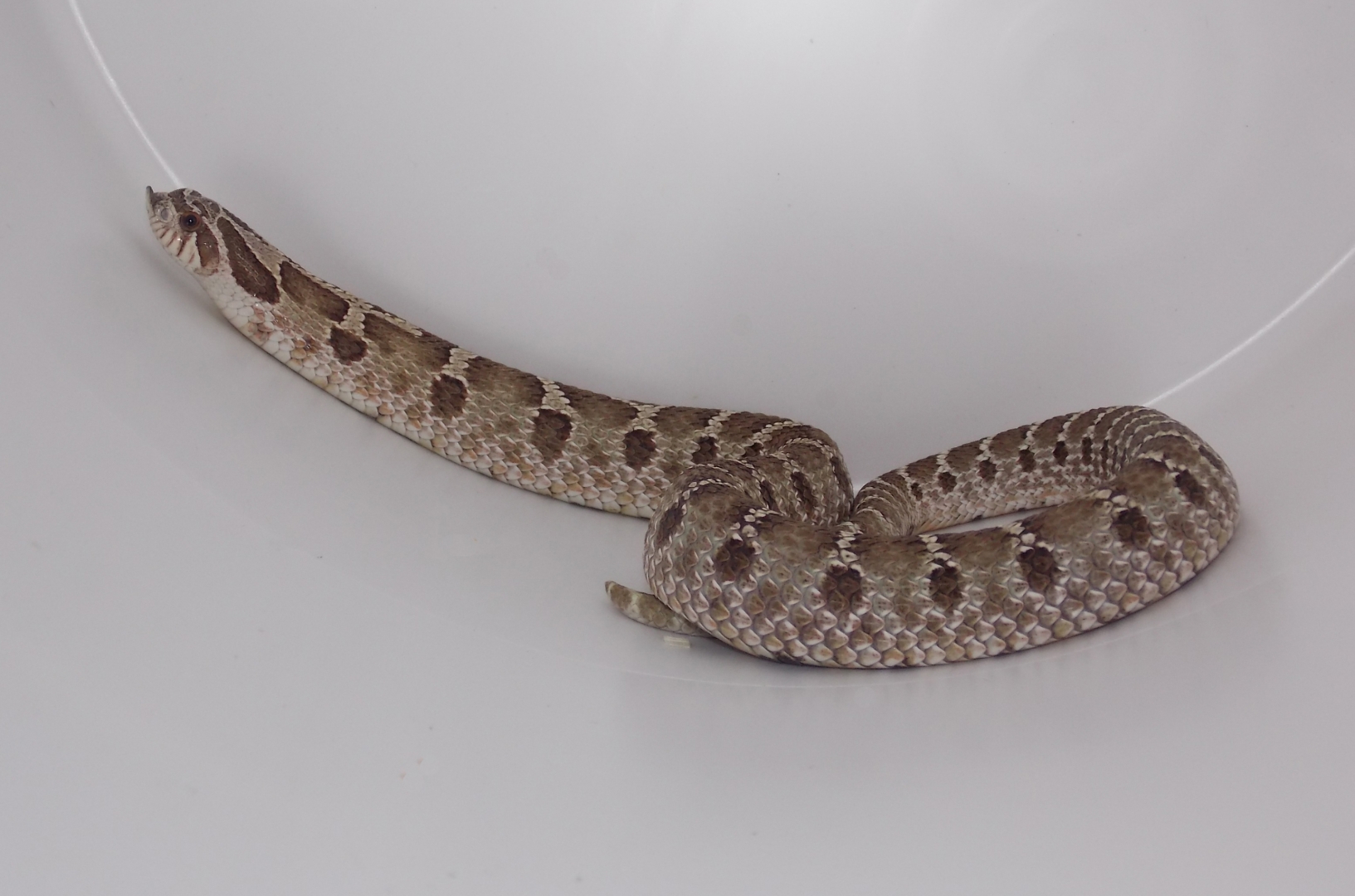 sid4