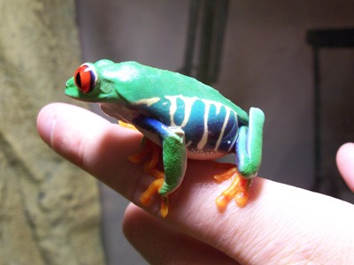 Side View of Red-Eye