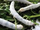 silkworms