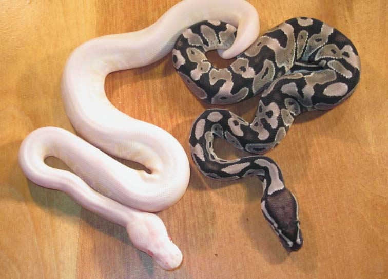 Silver Faded Albino Clutch 2