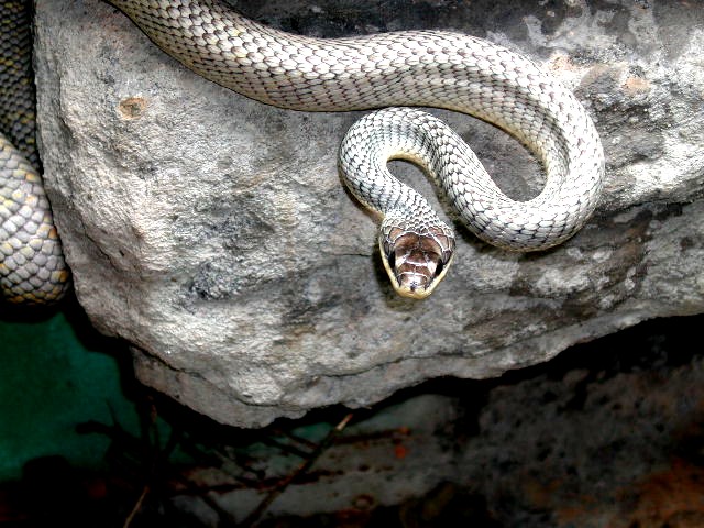Silver Pseustes