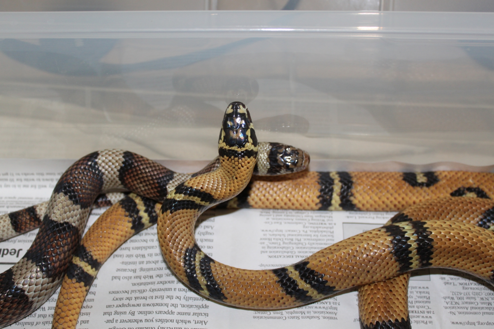 Sinacorn Pair