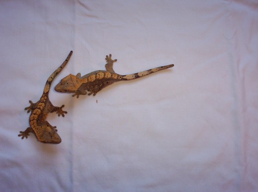 Sister Crested Geckos