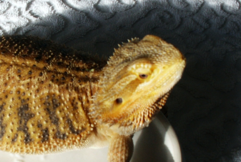 skiddish female