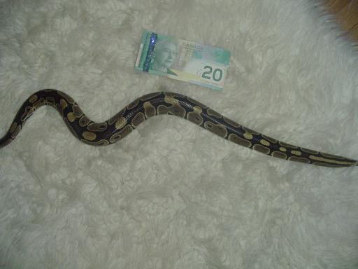 skinny_tail