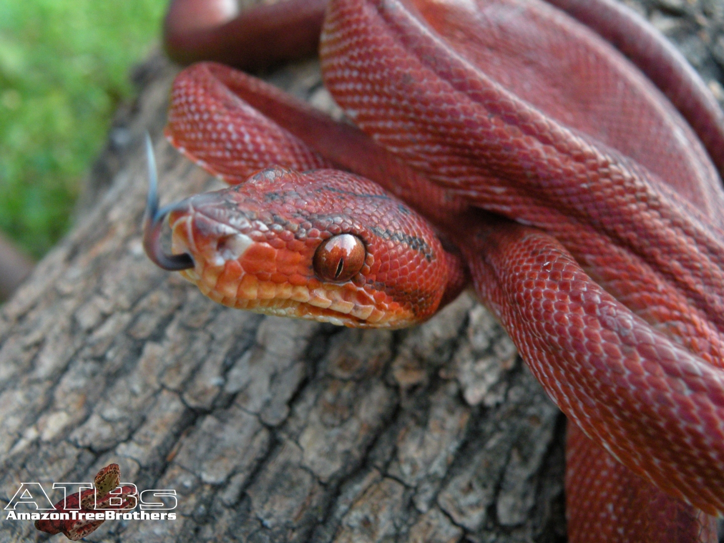 Slater (Male ATB)