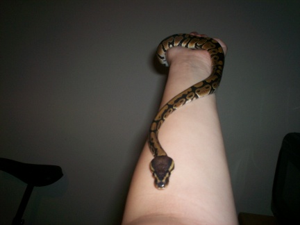 Slithering down my arm