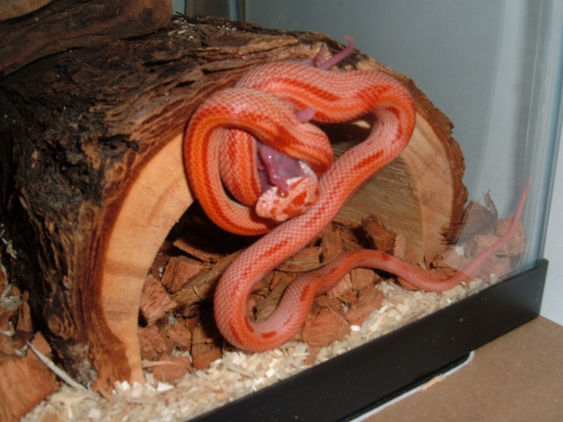 "Slytherin" feeding