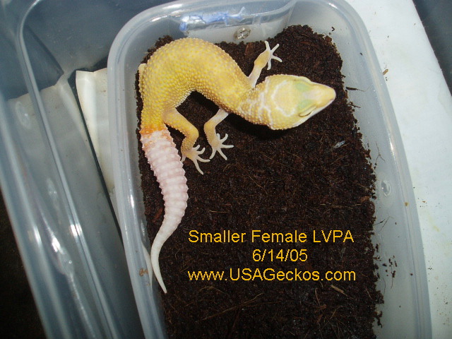 Small Female Las Vegas Patternless Albino