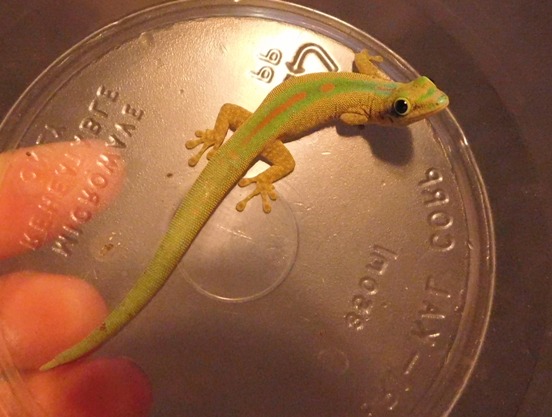 Small Female