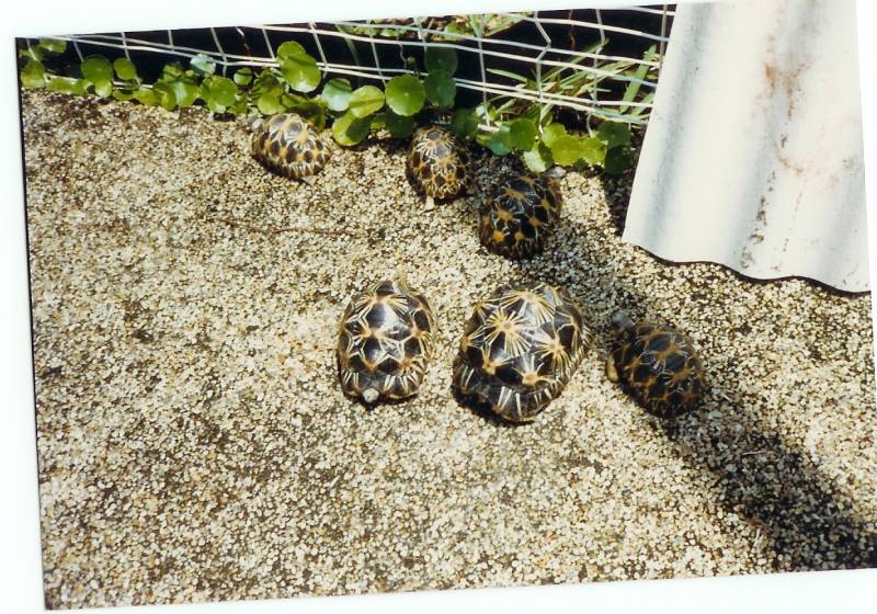 Small Radiated Tortoises