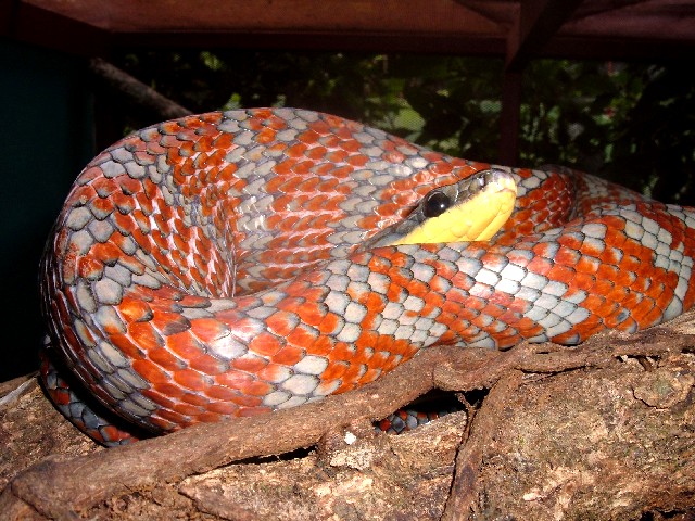 Smoking P. poecilonotus
