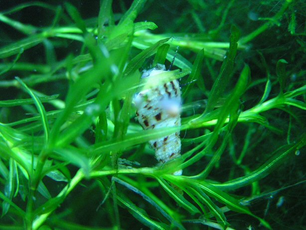 snail