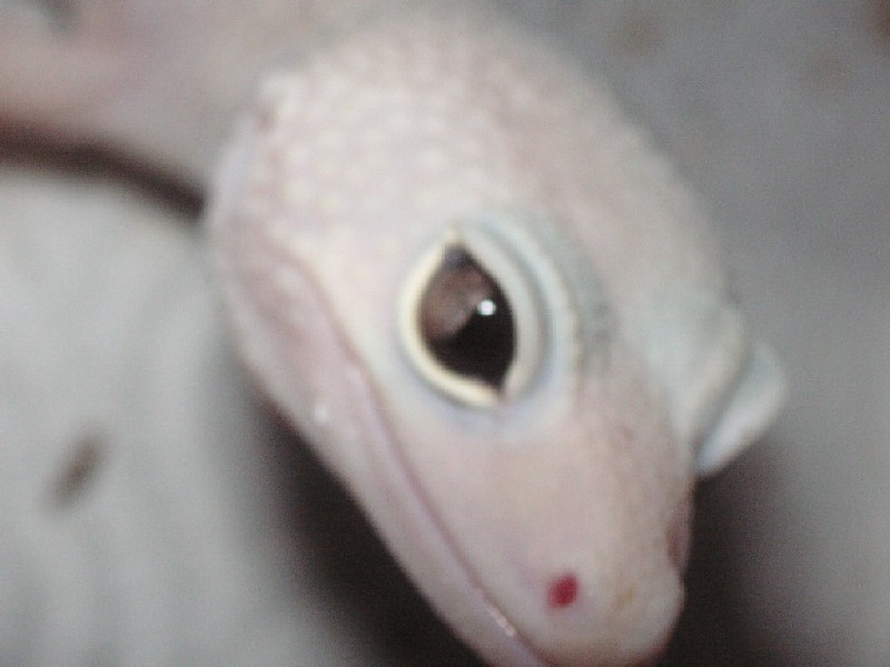 snake eye