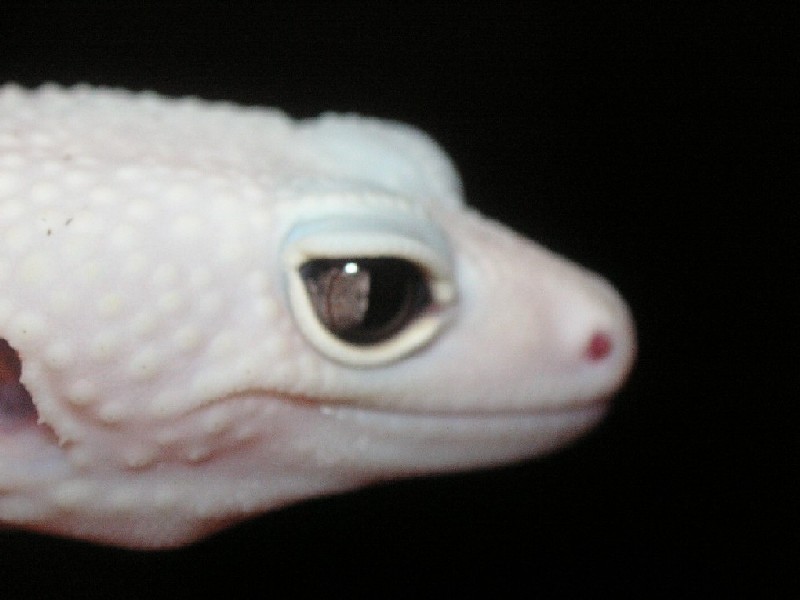 snake eye2