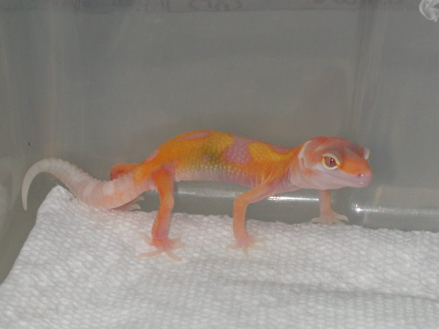 Snake Eyed RAPTOR