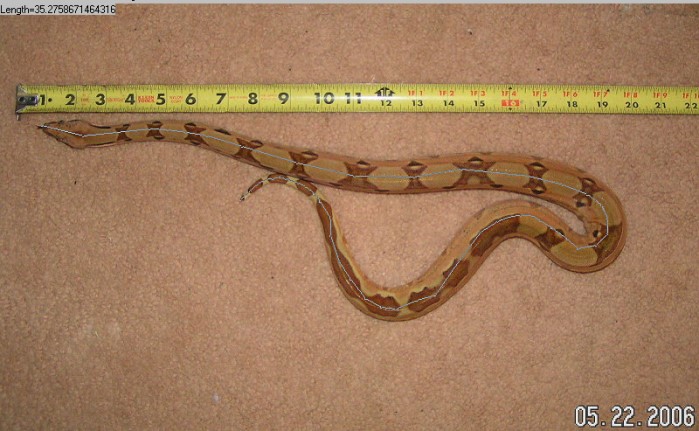 Snake Measurer 1
