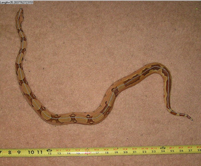 Snake Measurer 2